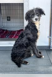 Shelter Stray Male Dog last seen SIERRA AND FONTLEE, 333 Chandler Pl, San Bernardino, CA 92408, USA