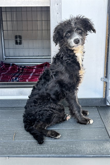 Shelter Stray Male Dog last seen SIERRA AND FONTLEE, 333 Chandler Pl, San Bernardino, CA 92408, USA