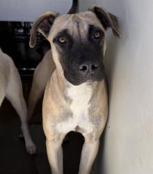 Shelter Stray Female Dog last seen CYPRESS/BARBEE, 333 Chandler Pl, San Bernardino, CA 92408, USA