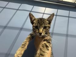 Shelter Stray Female Cat last seen E ST AND W MILL ST, 333 Chandler Pl, San Bernardino, CA 92408, USA
