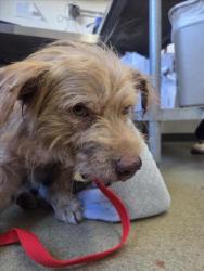 Shelter Stray Male Dog last seen 210/215, 333 Chandler Pl, San Bernardino, CA 92408, USA