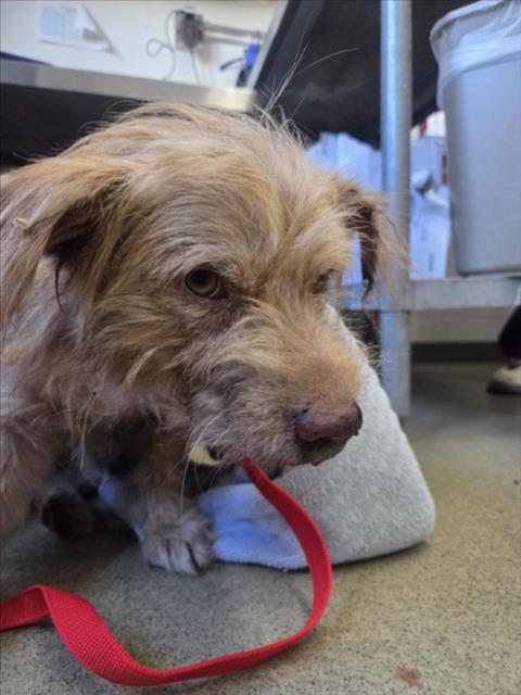 Shelter Stray Male Dog last seen 210/215, 333 Chandler Pl, San Bernardino, CA 92408, USA