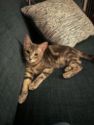 Reunited Male Cat last seen Ansin Circle Road and Cadbury Avenue, Potomac, MD 20854