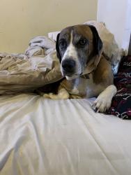 Lost Male Dog last seen Pine Springs Church, Tyler, TX 75708
