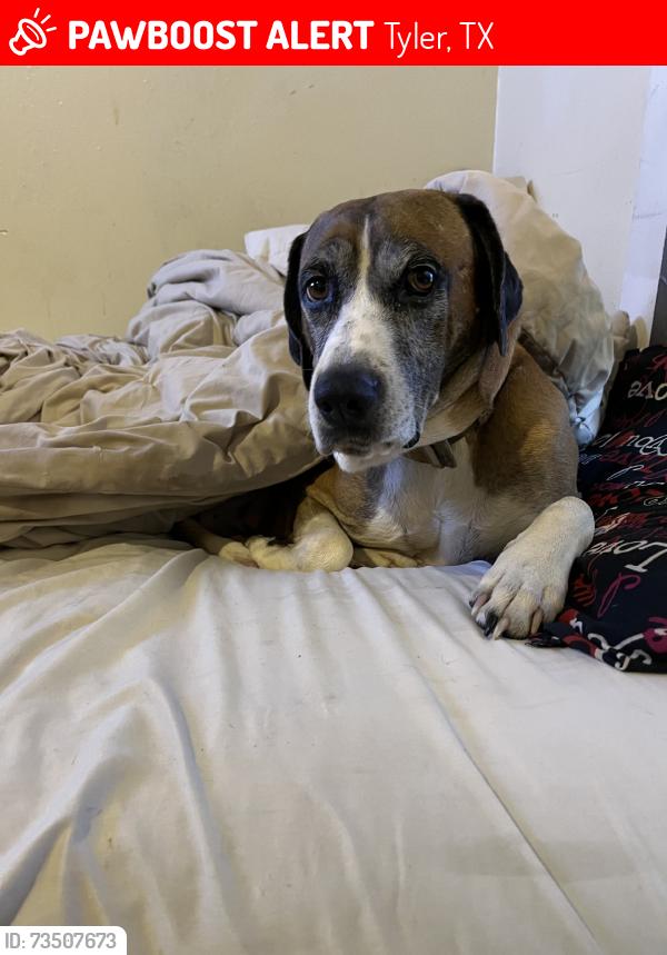 Lost Male Dog last seen Pine Springs Church, Tyler, TX 75708