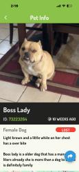 Lost Female Dog last seen Willow ave, Rialto, CA 92376