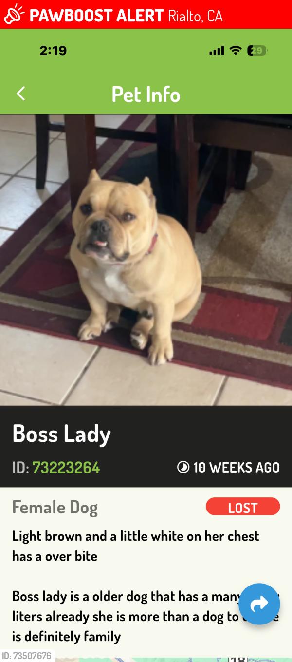 Lost Female Dog last seen Willow ave, Rialto, CA 92376