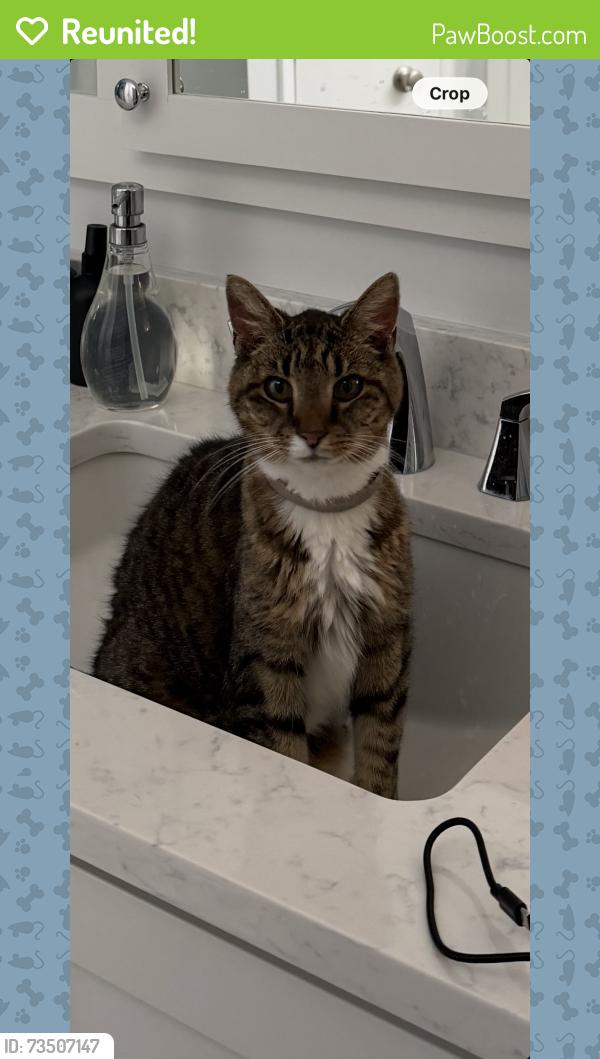 Reunited Female Cat last seen Valley Forge Woods Shelbourne Lane, Schuylkill Township, PA 19460