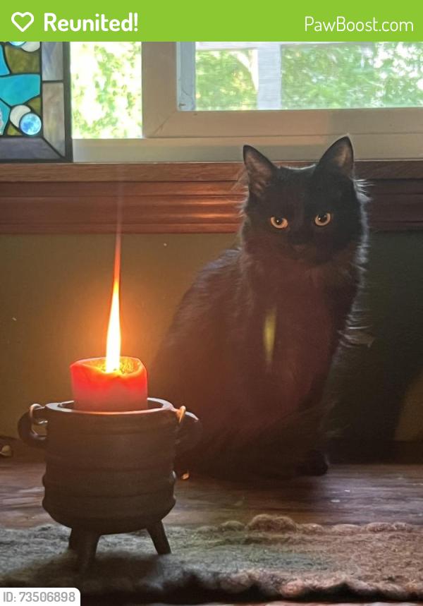 Reunited Female Cat last seen Near SW Nebraska St, Portland, OR 97239, USA, Portland, OR 97239