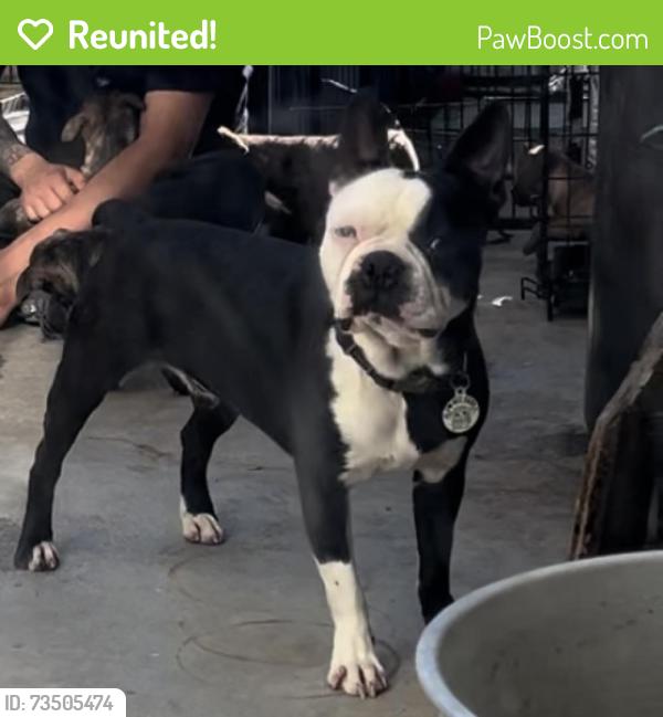 Reunited Male Dog last seen Social security building, Huntington Park, CA 90255