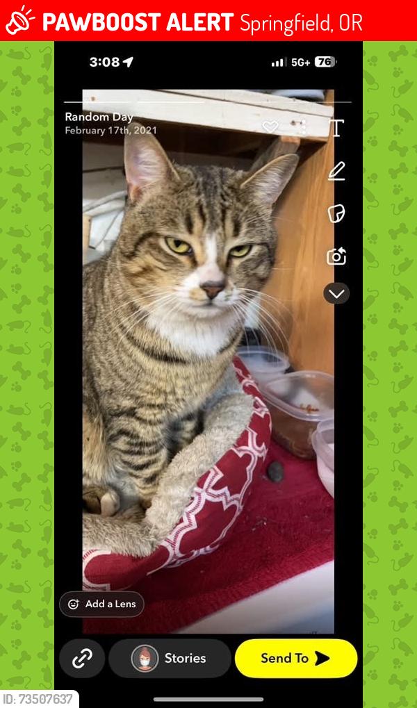 Lost Male Cat last seen 28th and G st, Springfield, OR 97477
