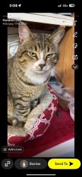 Lost Male Cat last seen 28th and G st, Springfield, OR 97477
