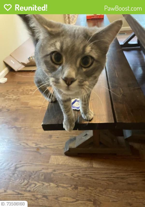 Reunited Male Cat last seen Spring Canyon Park, Fort Collins, CO 80526