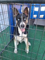 Found/Stray Male Dog last seen Oro and E Main st, Stockton, CA 95215