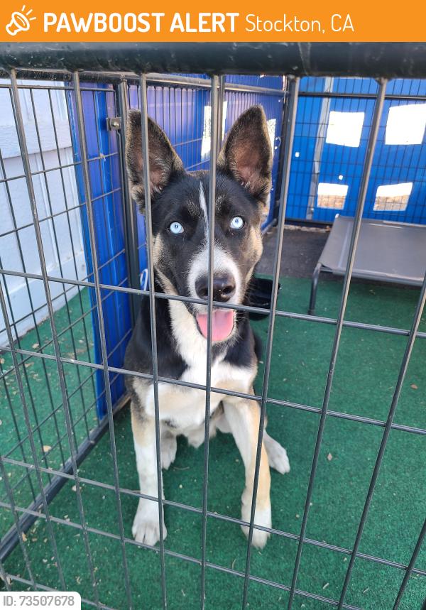 Found/Stray Male Dog last seen Oro and E Main st, Stockton, CA 95215