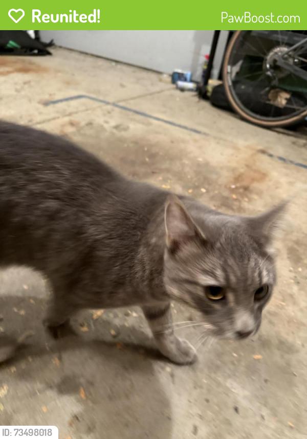 Reunited Unknown Cat last seen Spring Canyon Park, Fort Collins, CO 80526