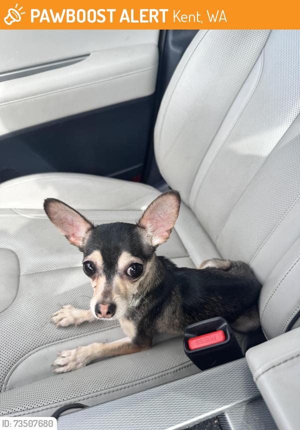 Found/Stray Male Dog last seen 111th and Kent kangley, Kent, WA 98030