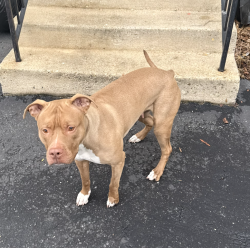 Reunited Female Dog last seen Windom Rd, Hyattsville, MD 20781