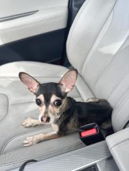 Found/Stray Male Dog last seen 111th and Kent kangley, Kent, WA 98030