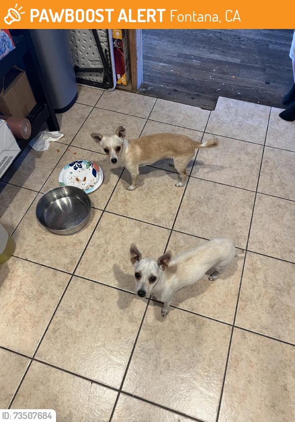 Found/Stray Female Dog last seen Foothill Blvd & Palmetto, Fontana, CA 92335