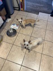 Found/Stray Female Dog last seen Foothill Blvd & Palmetto, Fontana, CA 92335