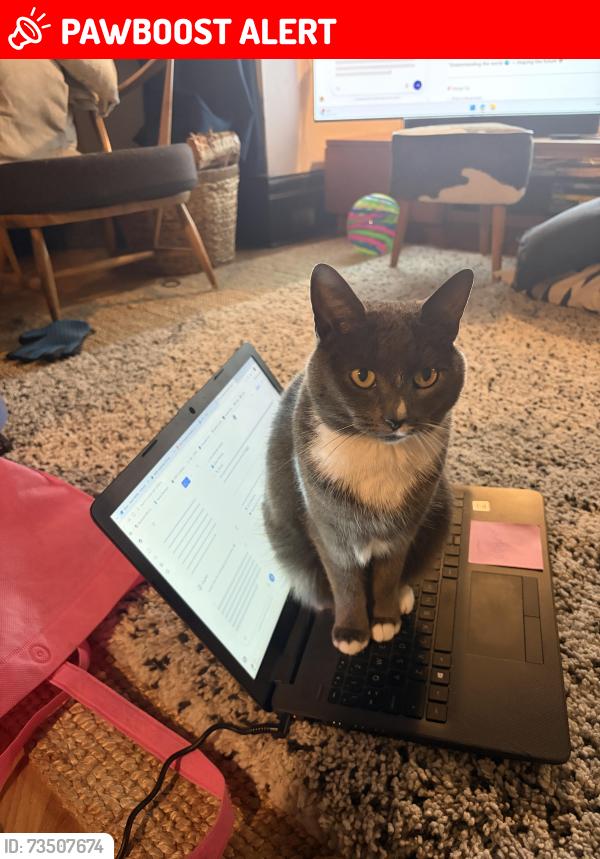 Lost Female Cat last seen Collingwood Road, Levenshulme, England 