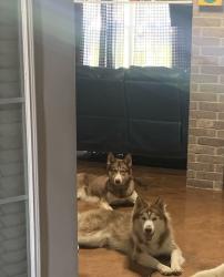 Lost Unknown Dog last seen Griffith, Terrell, TX 75160