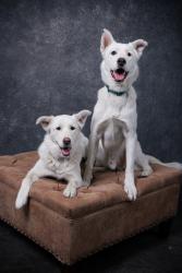 Lost Female Dog last seen Altos Ave & again seen on Fairfield street, Sacramento, CA 95838