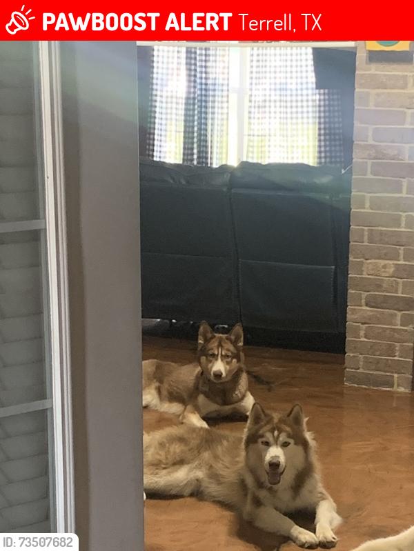 Lost Unknown Dog last seen Griffith, Terrell, TX 75160