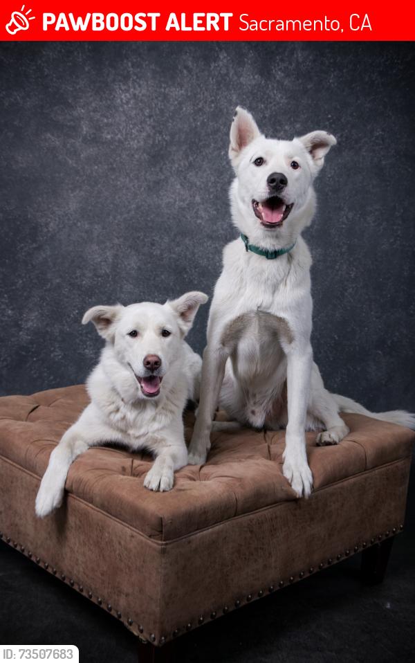 Lost Female Dog last seen Altos Ave & again seen on Fairfield street, Sacramento, CA 95838