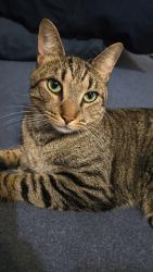Lost Male Cat last seen 6th street cemetery, Wyoming, PA 18644