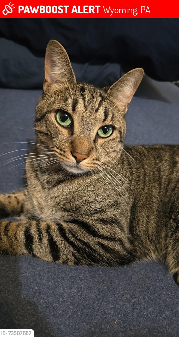 Lost Male Cat last seen 6th street cemetery, Wyoming, PA 18644