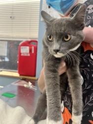 Shelter Stray Male Cat last seen Powells Rd, Corvallis, OR, 398 SW Twin Oaks Cir, Corvallis, OR 97333, USA