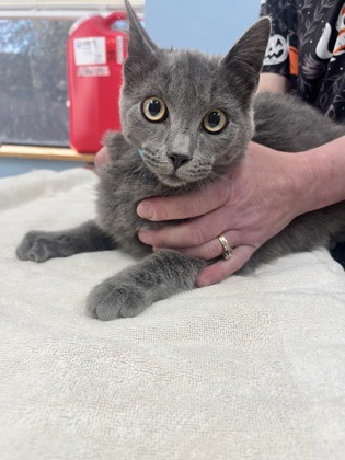 Shelter Stray Male Cat last seen Powells Rd, Corvallis, OR, 398 SW Twin Oaks Cir, Corvallis, OR 97333, USA