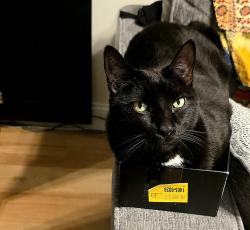 Lost Male Cat last seen Gateway and Quantum Lakes, Boynton Beach, FL 33426