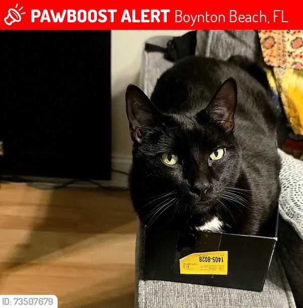 Lost Male Cat last seen Gateway and Quantum Lakes, Boynton Beach, FL 33426