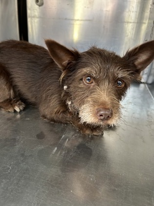 Shelter Stray Female Dog last seen Near Central Dr, East District, TX, 355 Hillshire Dr, Haslet, TX 76052, USA
