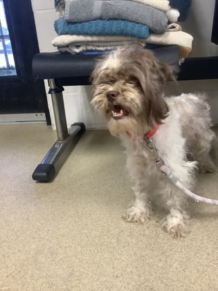 Shelter Stray Female Dog last seen Near ash crescent street, West District, TX, 355 Hillshire Dr, Haslet, TX 76052, USA