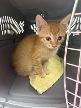 Shelter Stray Male Cat last seen Near RESPONSE RD, City of Sacramento, CA, 6201 Florin Perkins Rd, Sacramento, CA 95828, USA