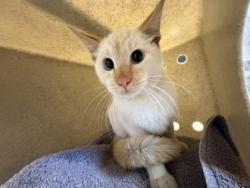 Shelter Stray Unknown Cat last seen B Street & 4th Street, Roseville City, CA, 200 Tahoe Ave, Roseville, CA 95678, USA