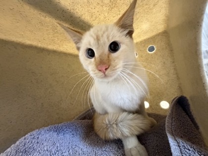 Shelter Stray Unknown Cat last seen B Street & 4th Street, Roseville City, CA, 200 Tahoe Ave, Roseville, CA 95678, USA