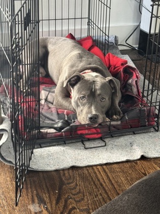 Shelter Stray Male Dog last seen Near Bernard Street NW, Atlanta, GA, 1251 Fulton Industrial Blvd NW, Atlanta, GA 30336, USA