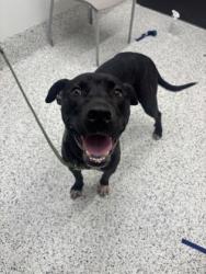 Shelter Stray Male Dog last seen Near Highwood Ln., East Point, GA, 1251 Fulton Industrial Blvd NW, Atlanta, GA 30336, USA
