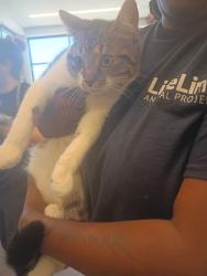 Shelter Stray Female Cat last seen Near Greenleaf Circle Sw, Atlanta, GA, 1251 Fulton Industrial Blvd NW, Atlanta, GA 30336, USA
