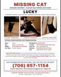 Lost Female Cat last seen Last seen by neighbors on country meadows ln, Valdese, NC 28690