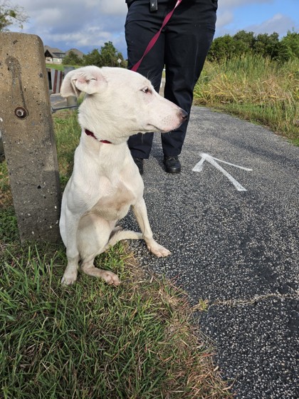 Shelter Stray Female Dog last seen MAPLECREEK DR, Williamson County, TX, 1855 SE Inner Loop, Georgetown, TX 78626, USA