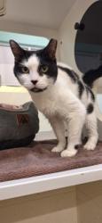 Shelter Stray Female Cat last seen Near waterford dr, IRC AC, FL, 6230 77th St, Vero Beach, FL 32967, USA