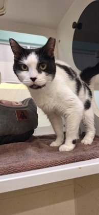Shelter Stray Female Cat last seen Near waterford dr, IRC AC, FL, 6230 77th St, Vero Beach, FL 32967, USA