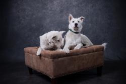 Lost Male Dog last seen Fairfield and altos, Sacramento, CA 95838