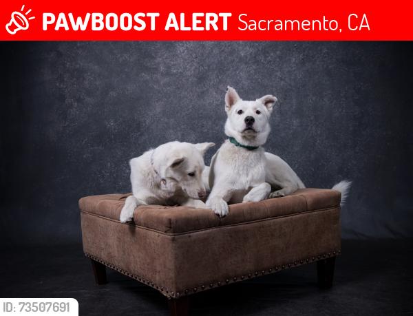 Lost Male Dog last seen Fairfield and altos, Sacramento, CA 95838